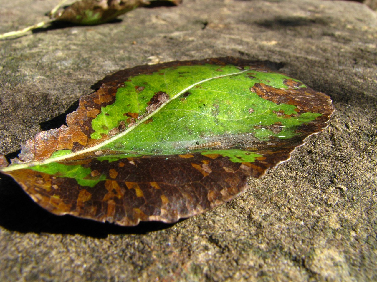 leaf autumn nature free photo