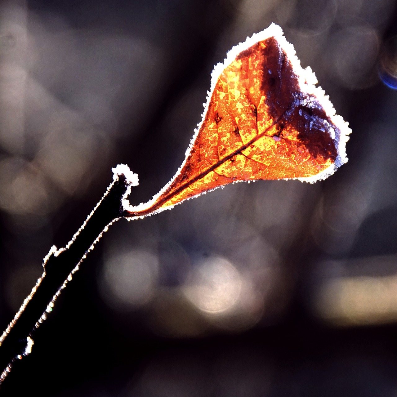 leaf frost back light free photo