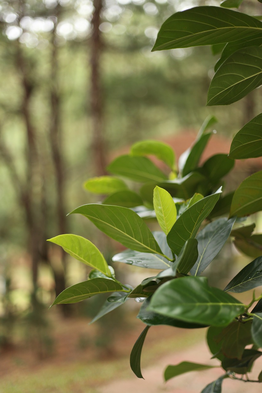 leaf green dalat free photo