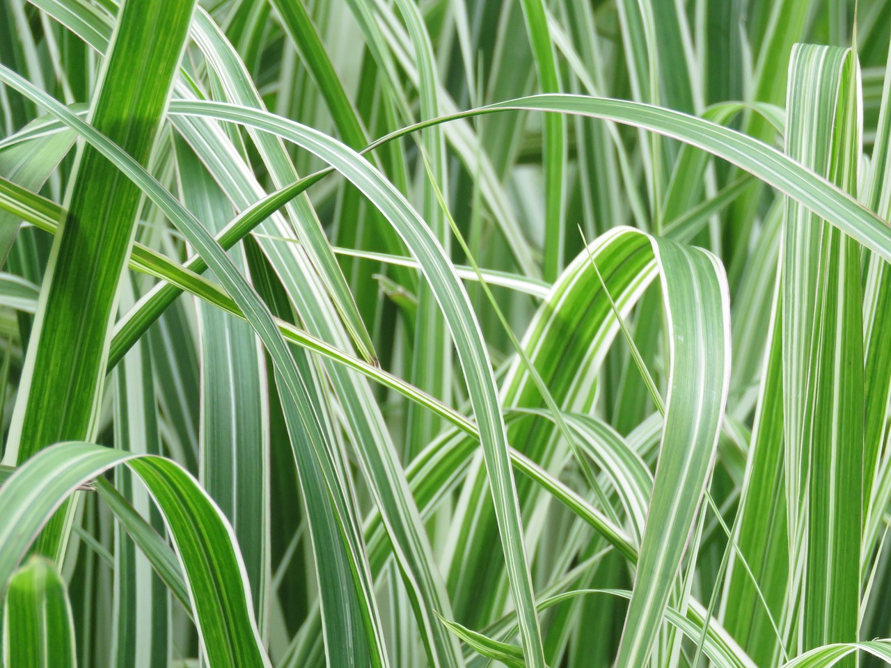 leaf green plants free photo