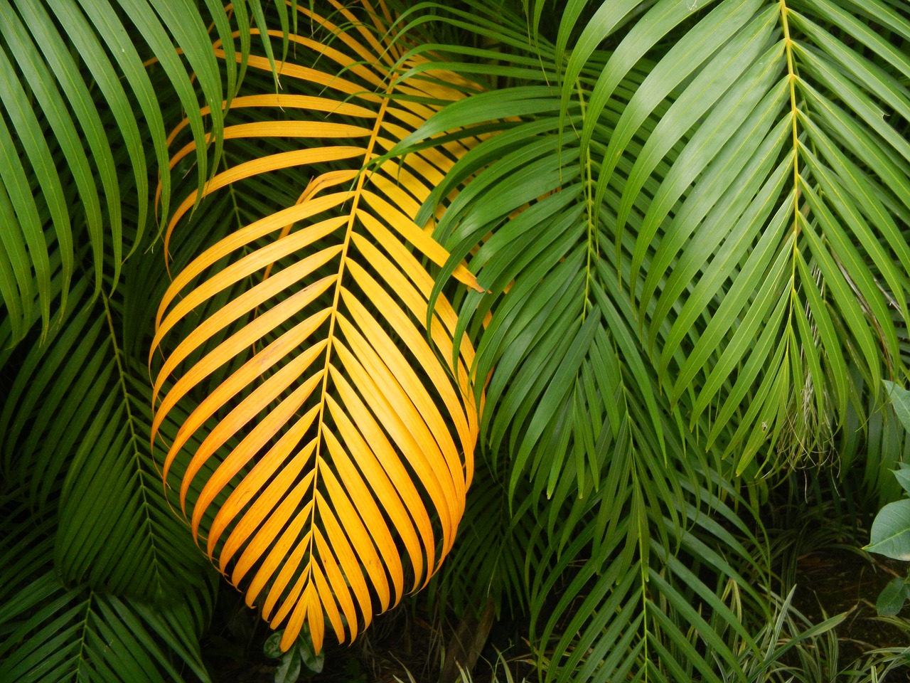 leaf multiplying tropical free photo