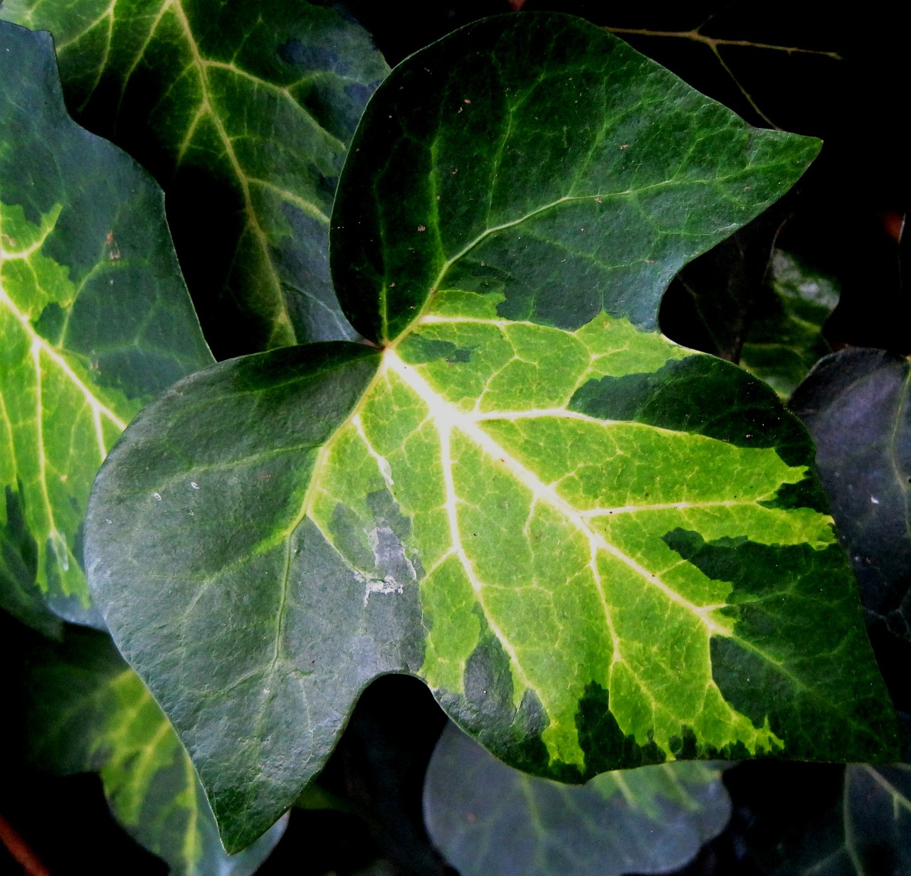 leaf ivy lobed free photo