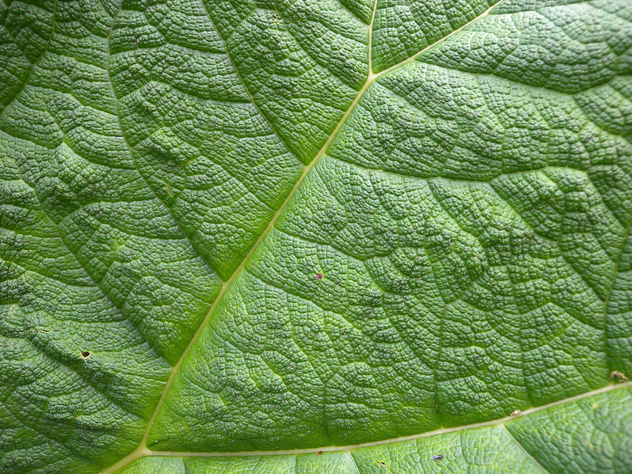 leaf structure leaf veins free photo