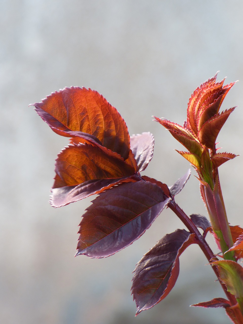 leaf red leaf rosebush free photo