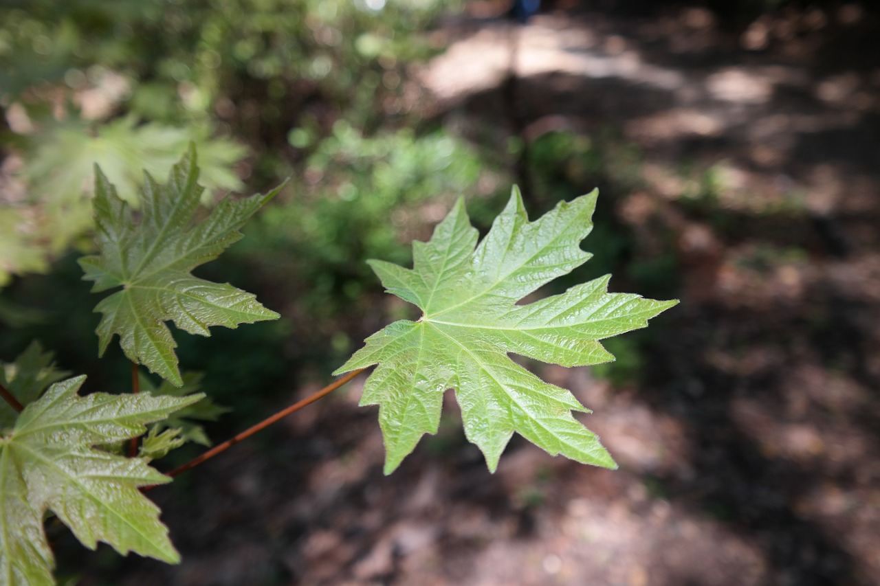 leaf maple plant free photo