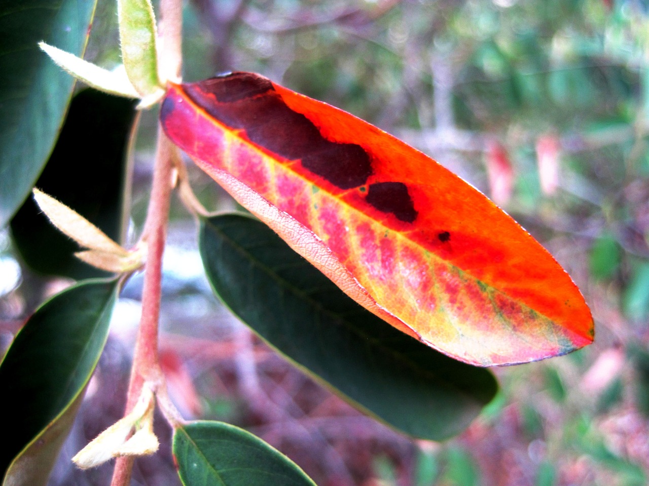 leaf discolored markings free photo