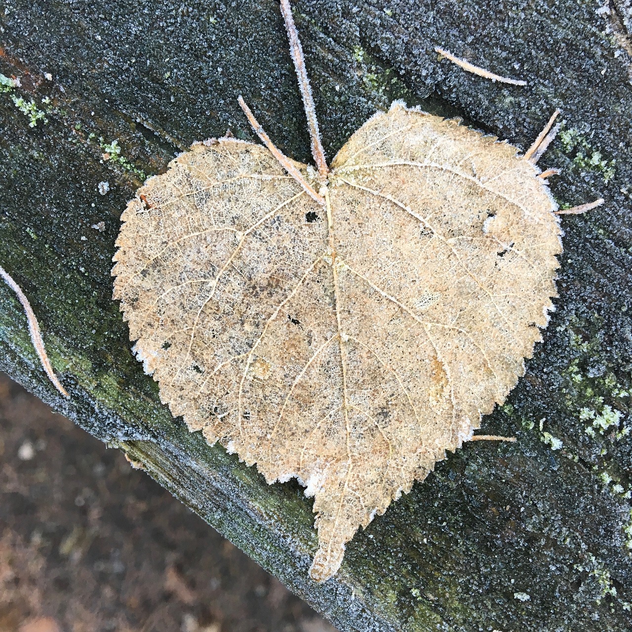 leaf frost heart free photo