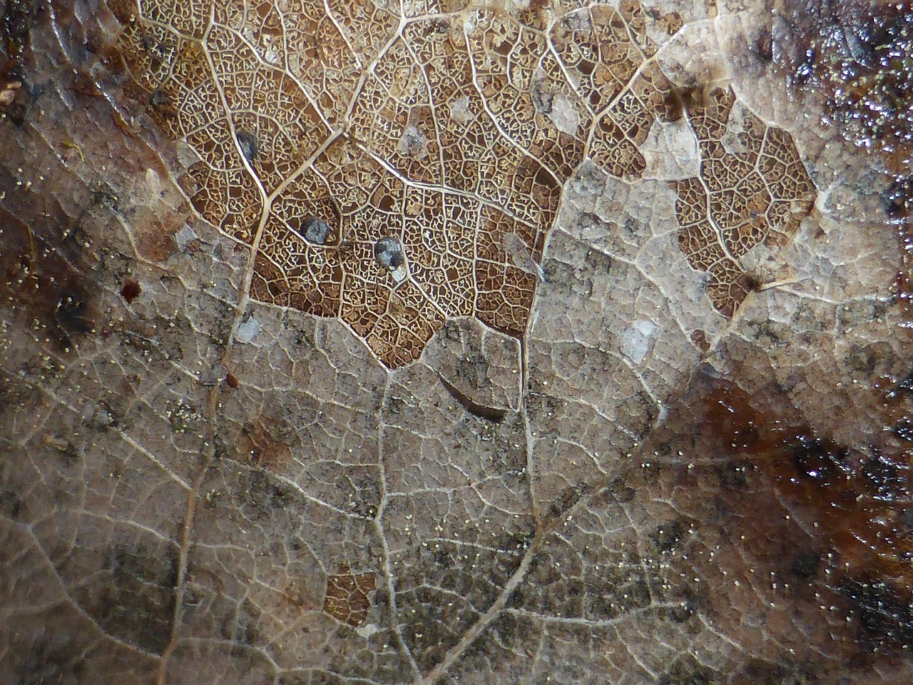 leaf texture natural free photo