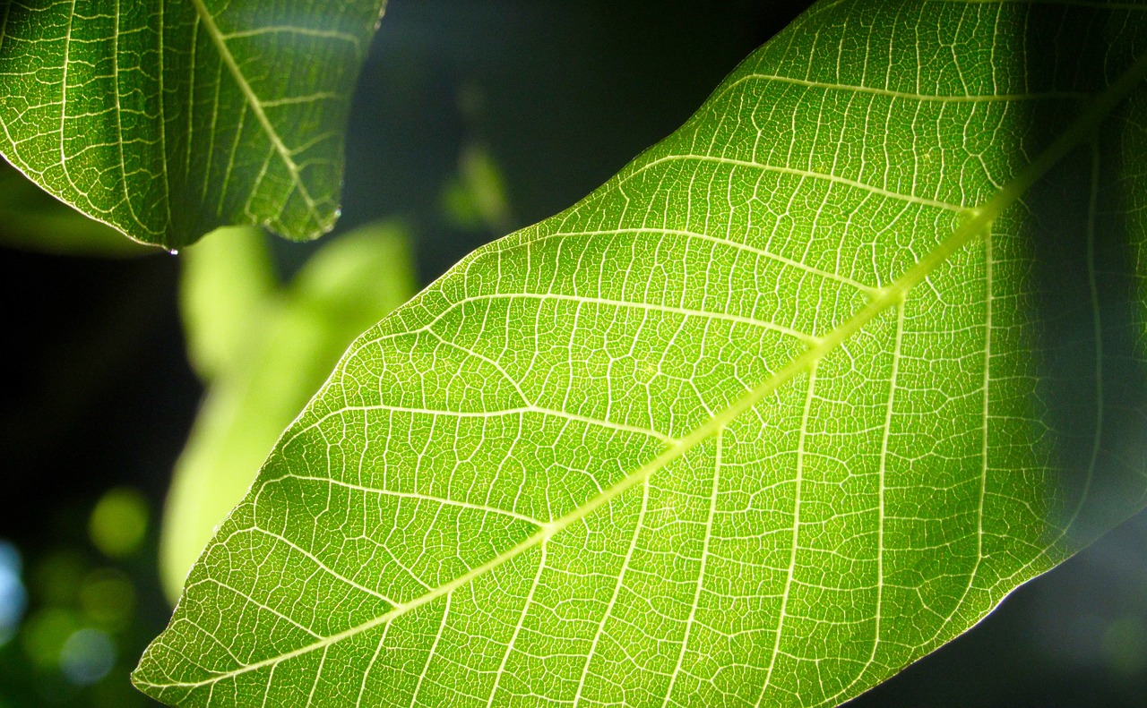 leaf tree green free photo