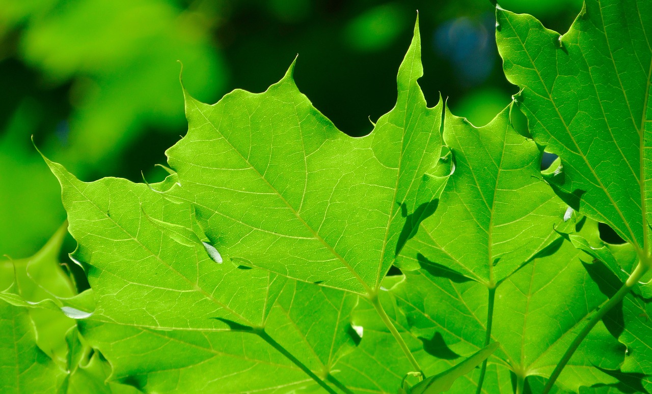 leaf tree green free photo