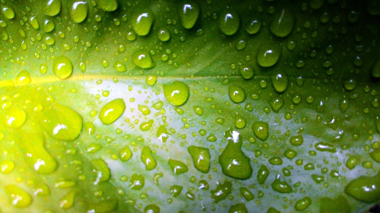 leaf water green free photo