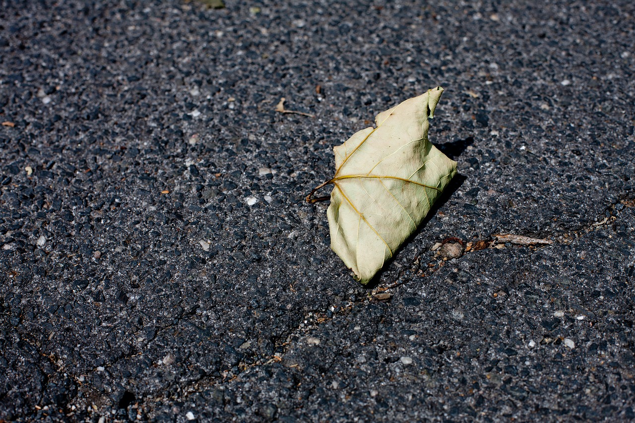 leaf dry autumn free photo