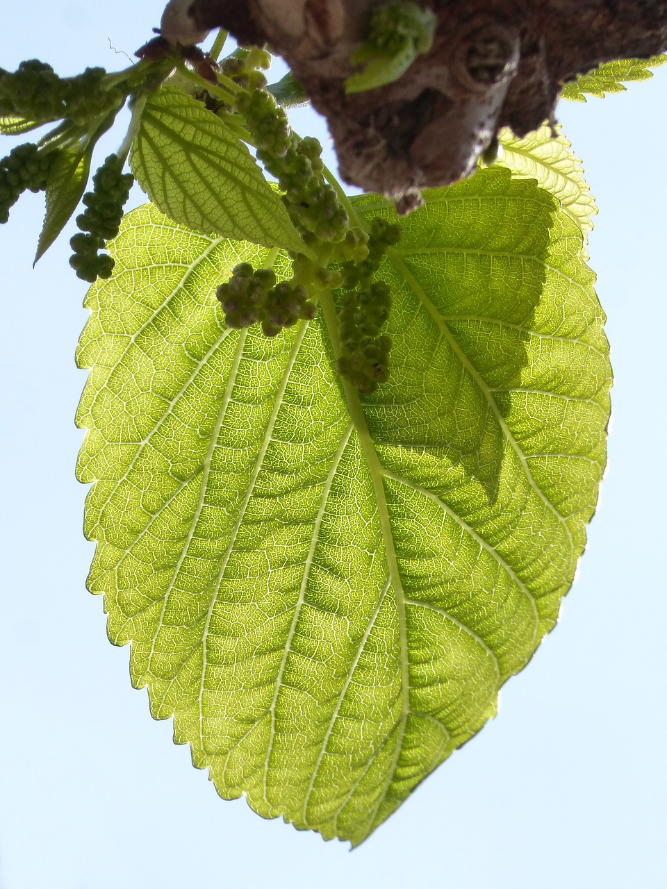 leaf outbreak mulberry free photo