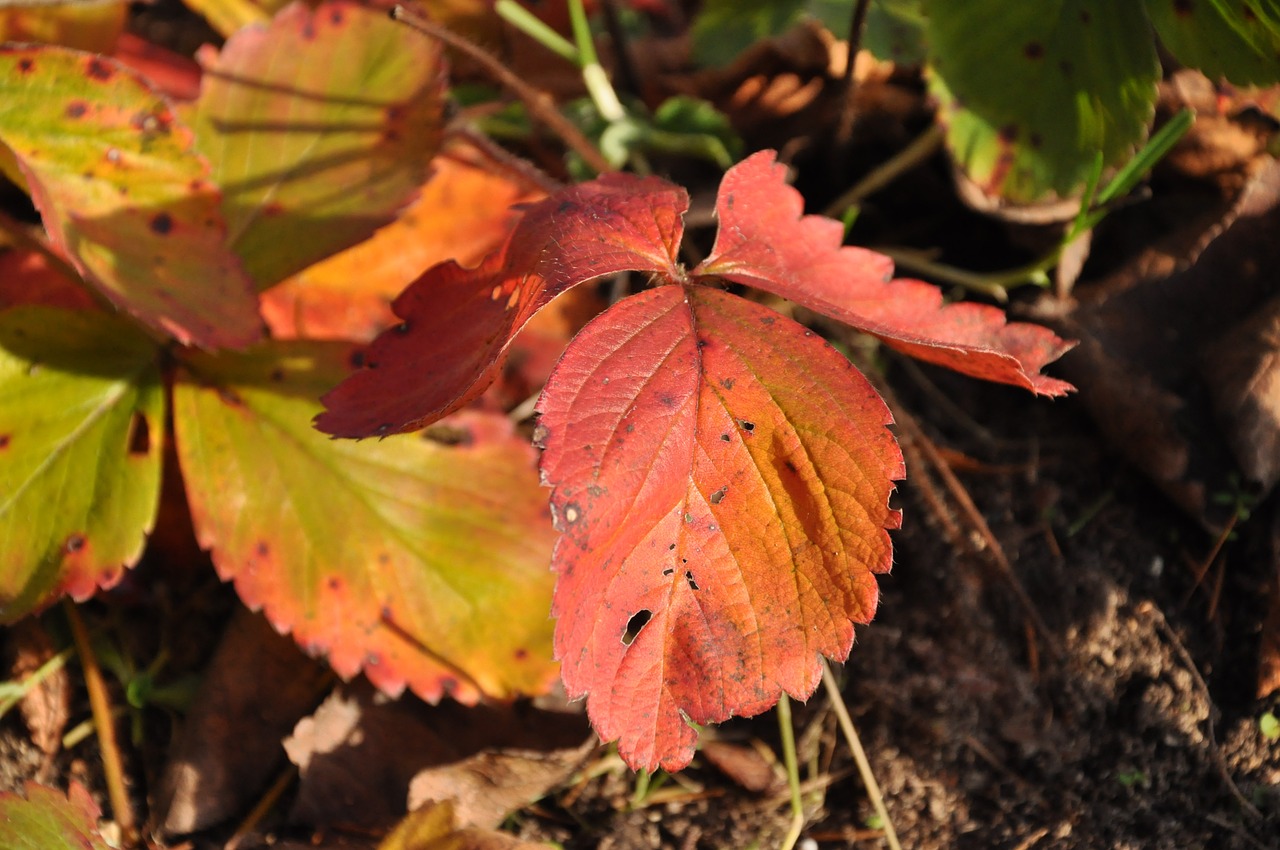 leaf autumn nature free photo