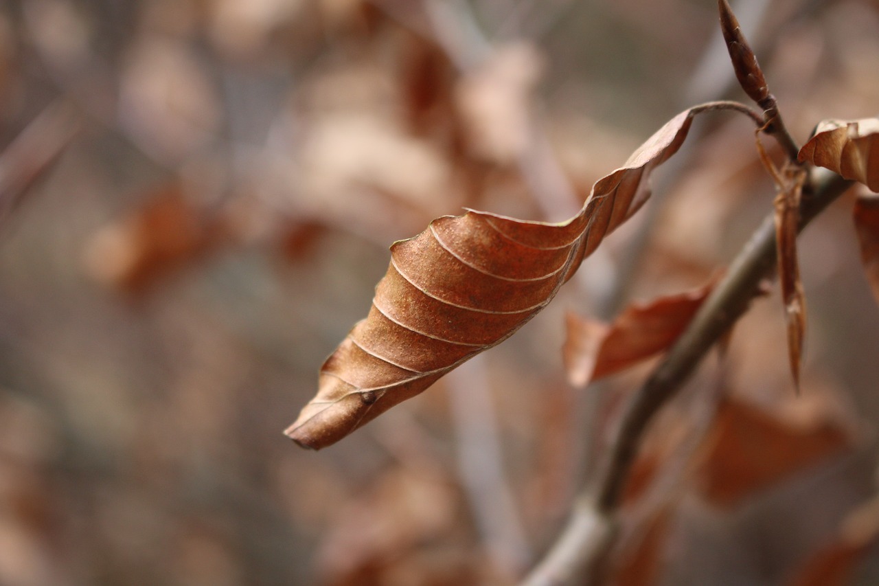 leaf dry autumn free photo