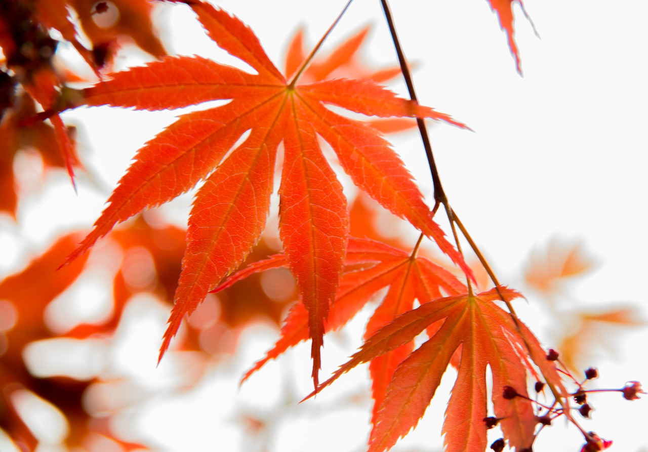 leaf red leaves maple free photo
