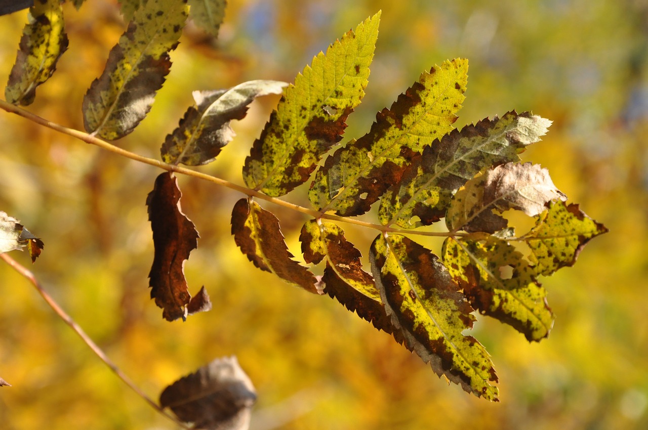 leaf autumn tree free photo