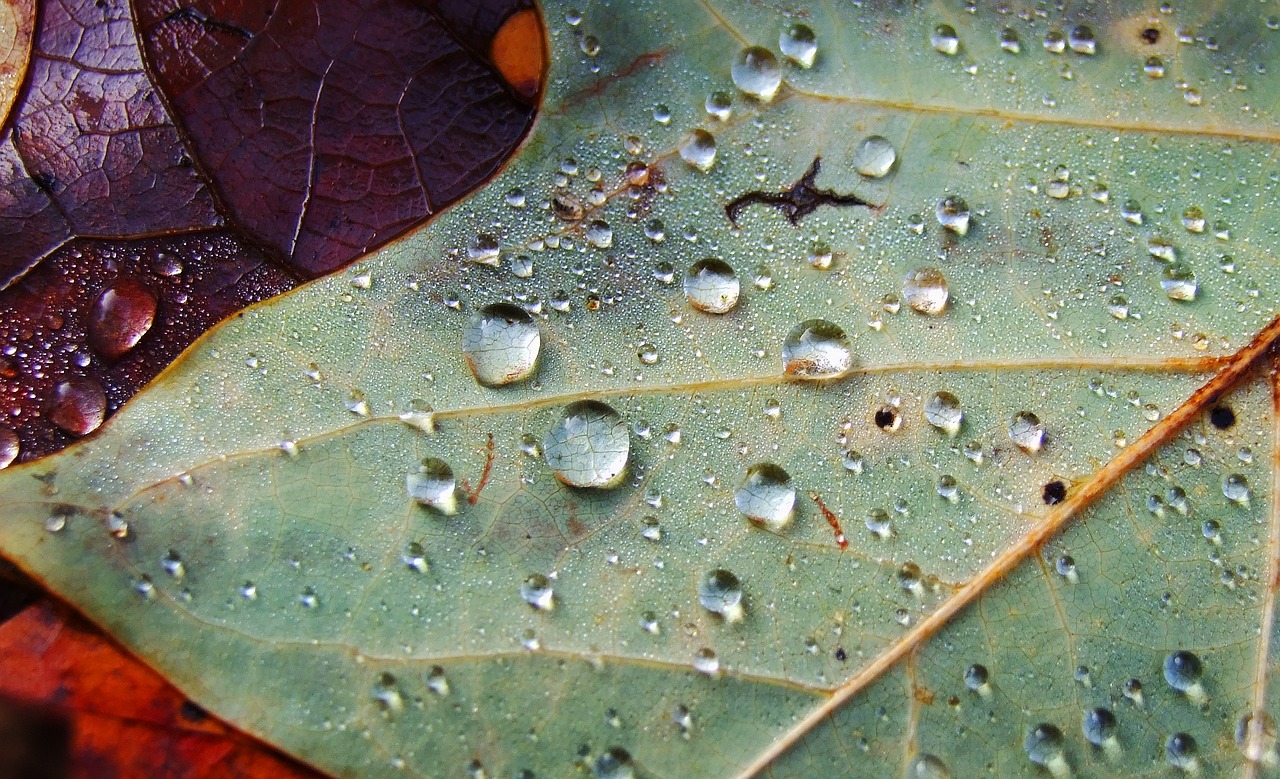 leaf drip drop of water free photo