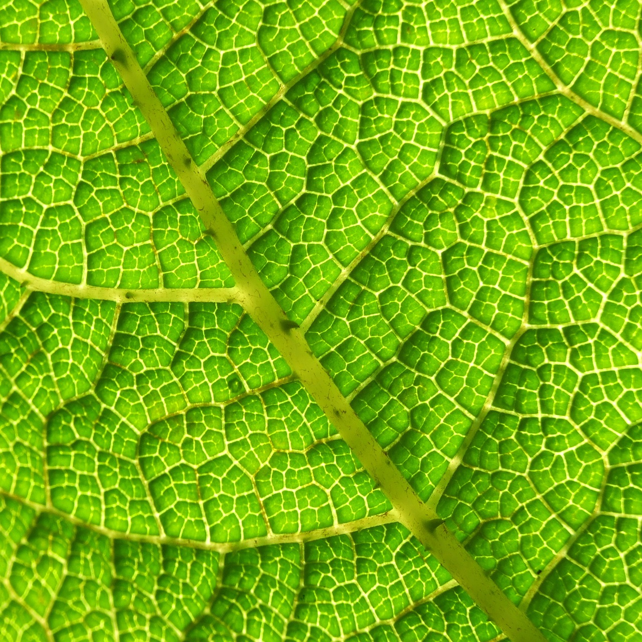leaf structure texture free photo