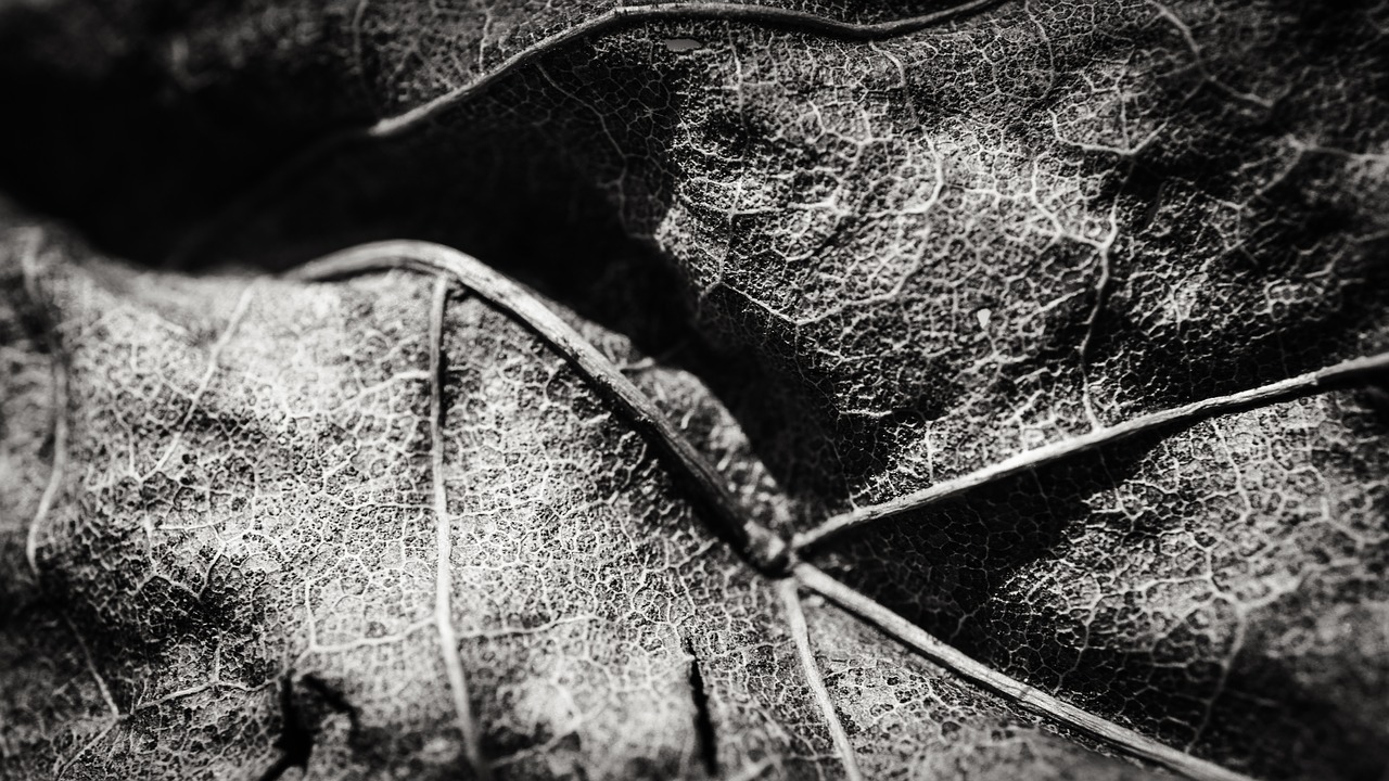 leaf decay black and white free photo