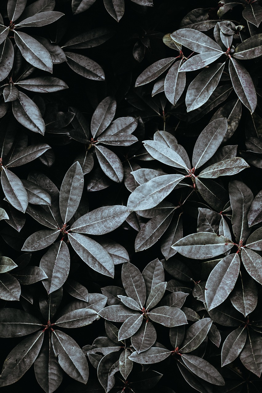 leaf spring leaves free photo