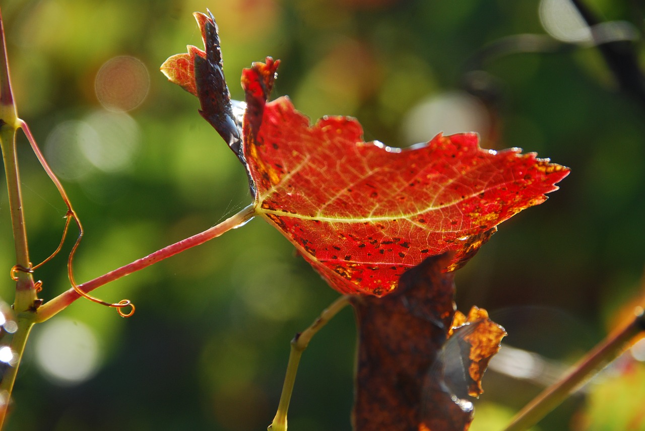 leaf vine sun free photo