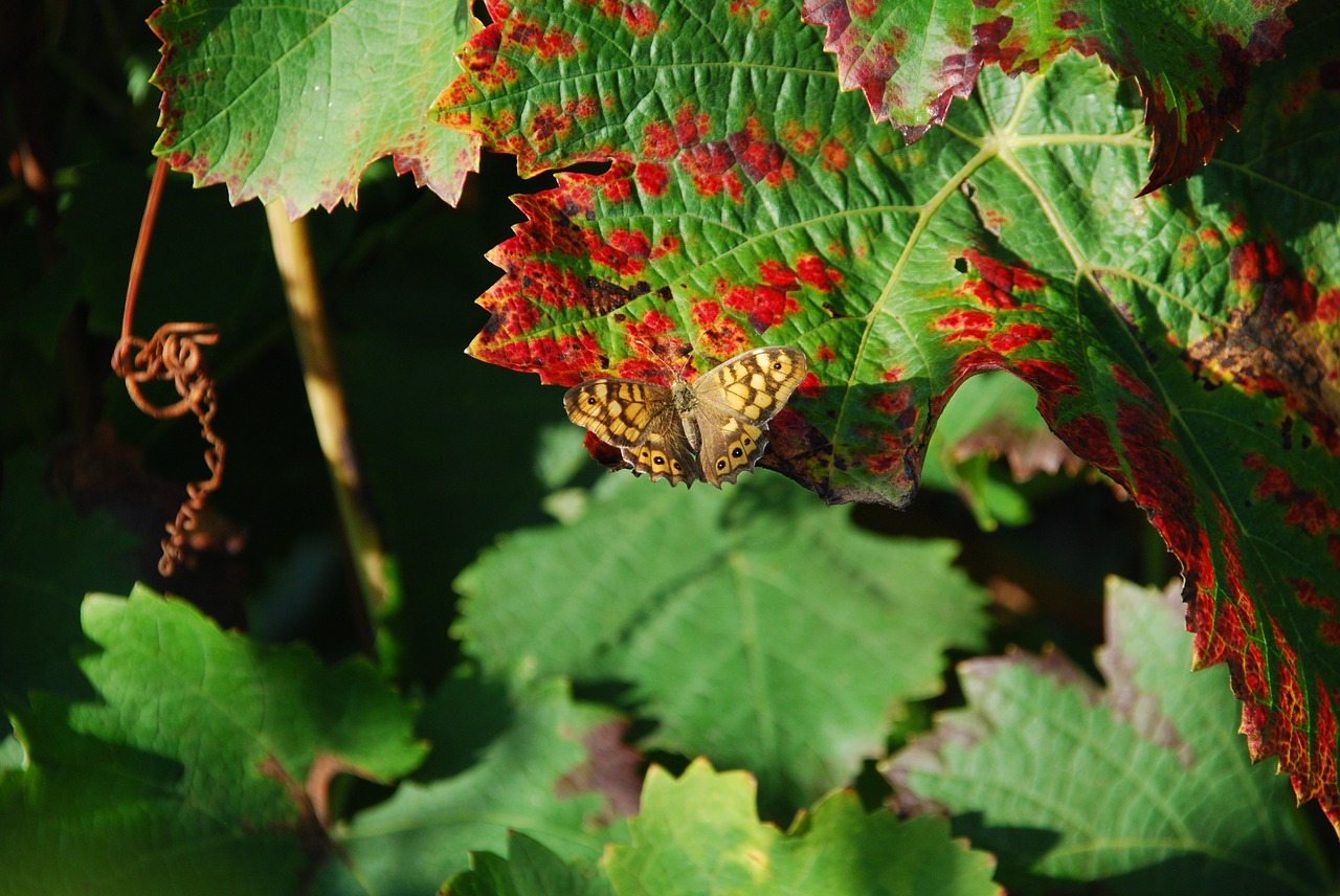 leaf vine butterfly free photo