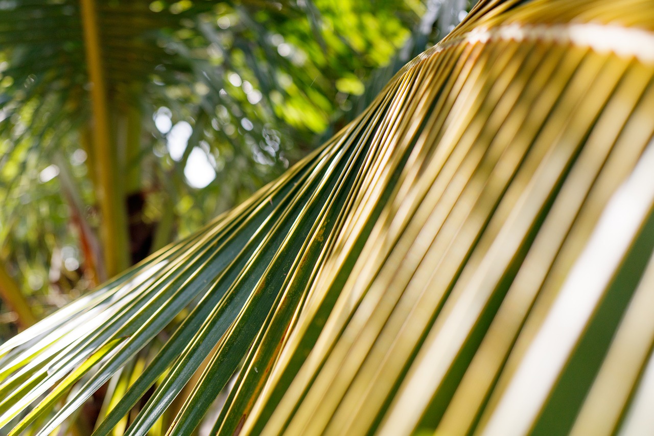 leaf coconut palm free photo