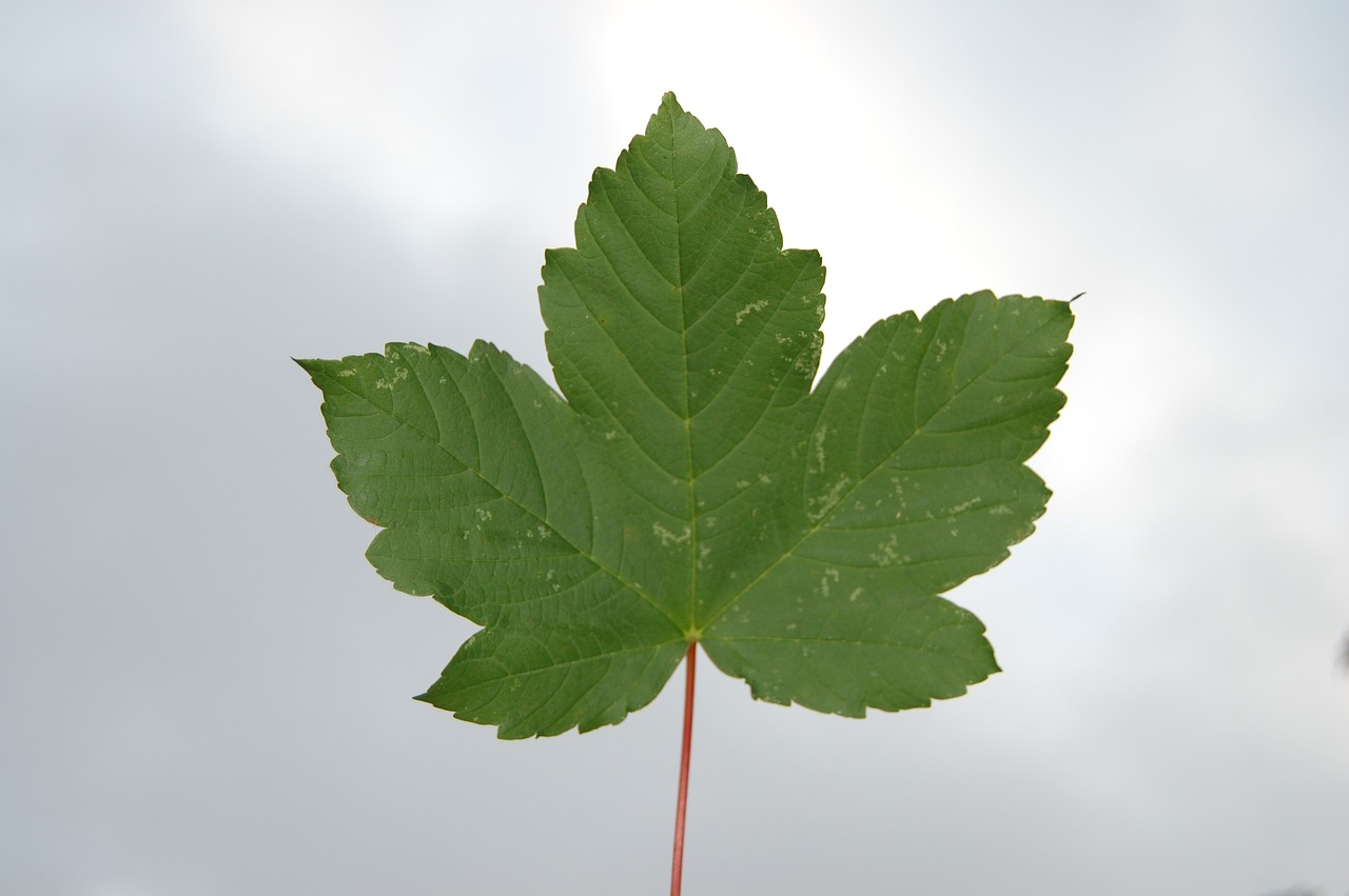 leaf sky green free photo