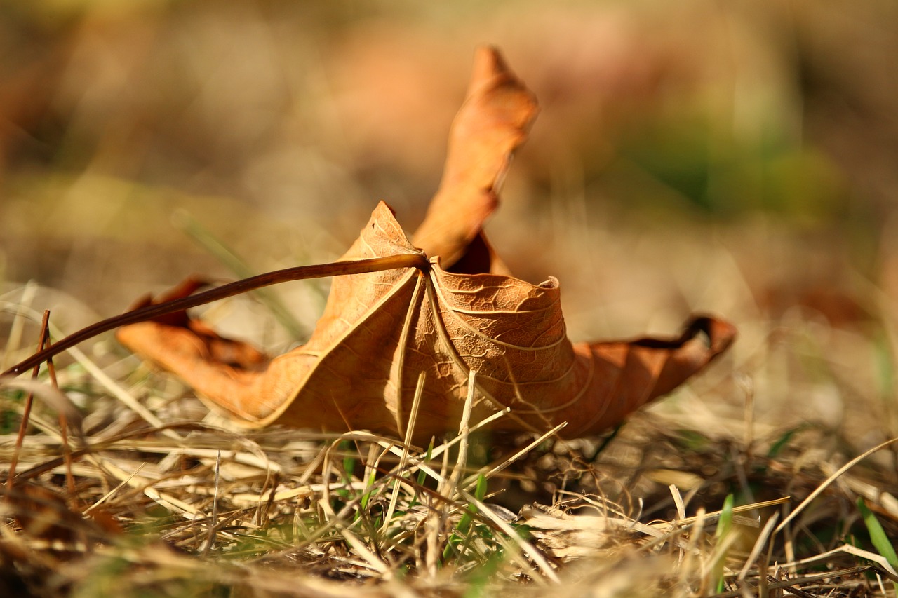 leaf autumn leaves free photo