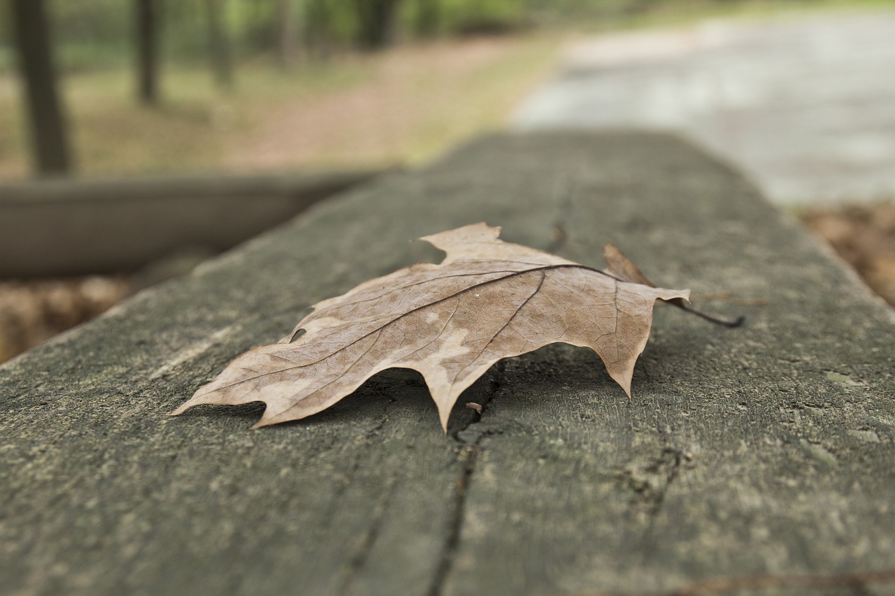 leaf autumn fall free photo