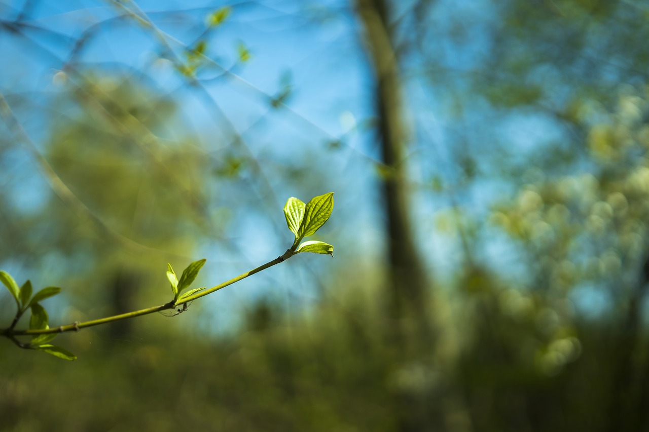 leaf leaves green free photo