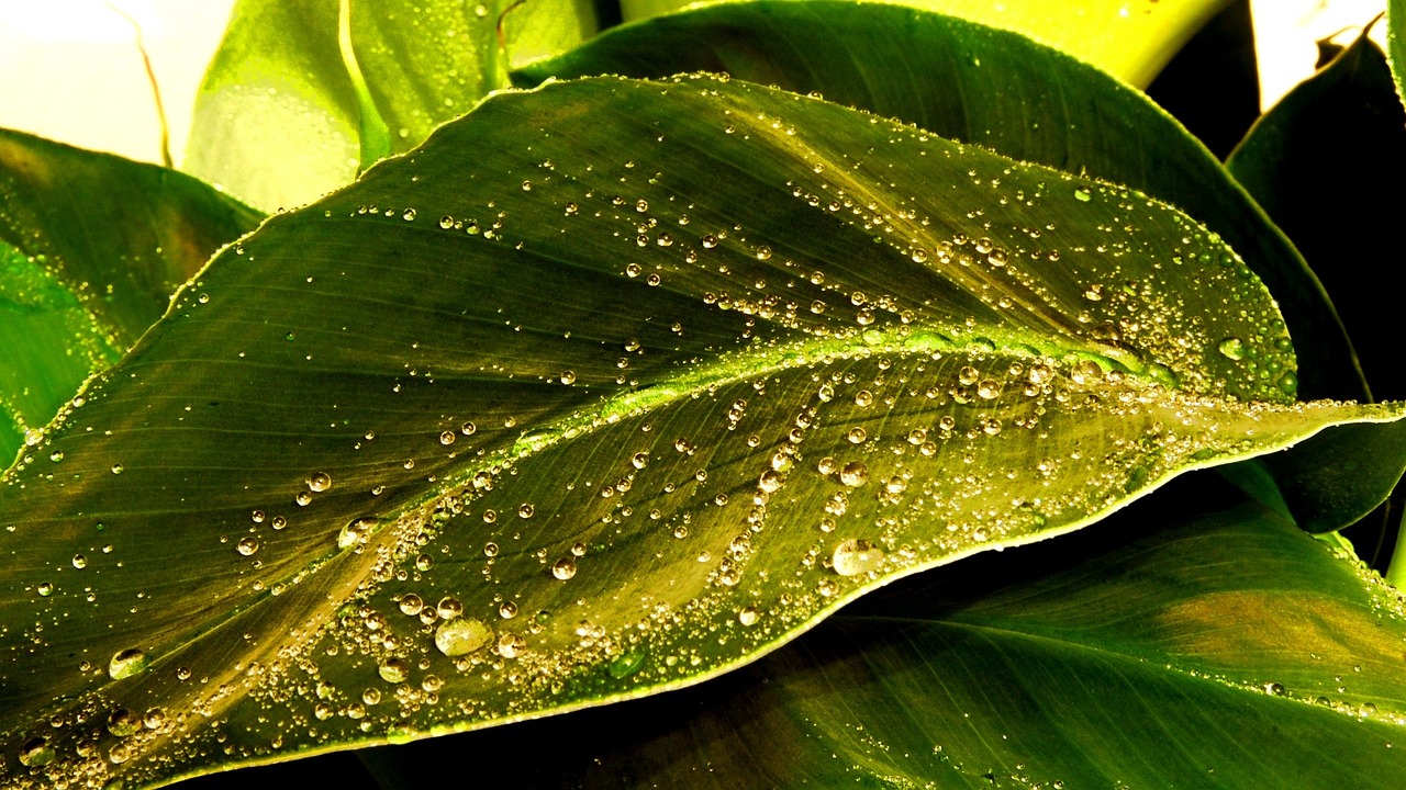 leaf drop green free photo