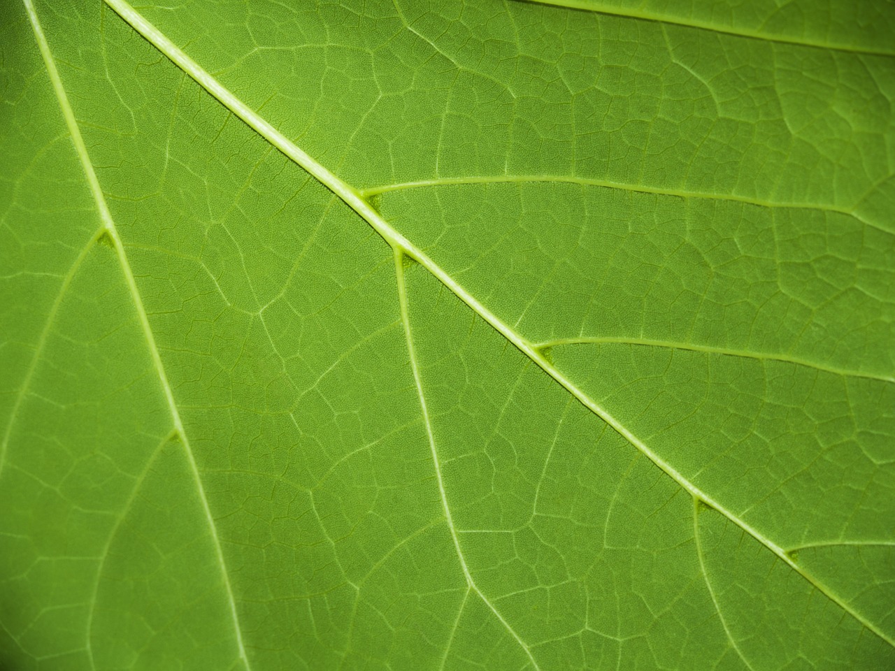 leaf green nature free photo