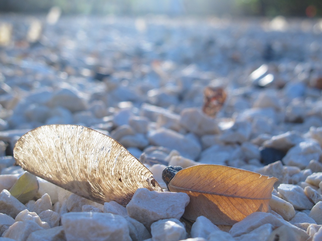 leaf skeleton white stone free photo