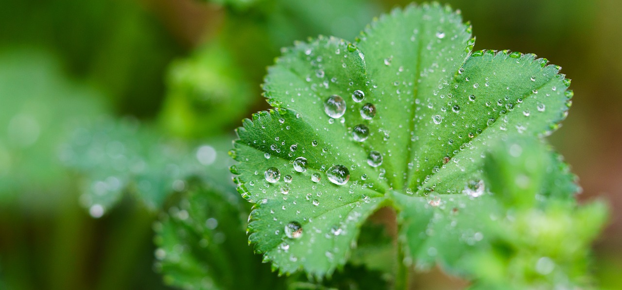 leaf drip rain free photo