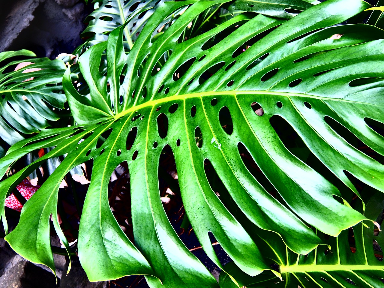 leaf green plant free photo
