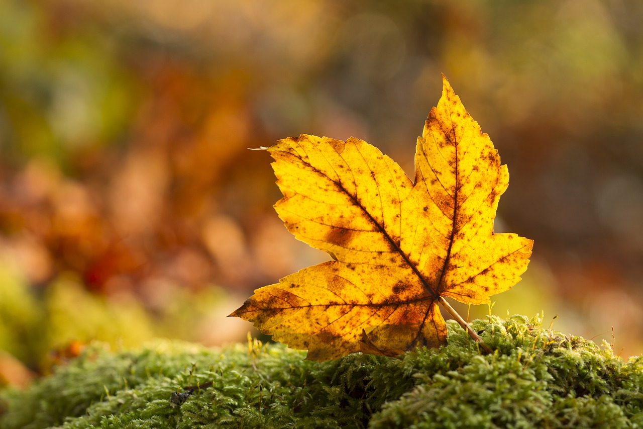 leaf autumn leaf leaves free photo