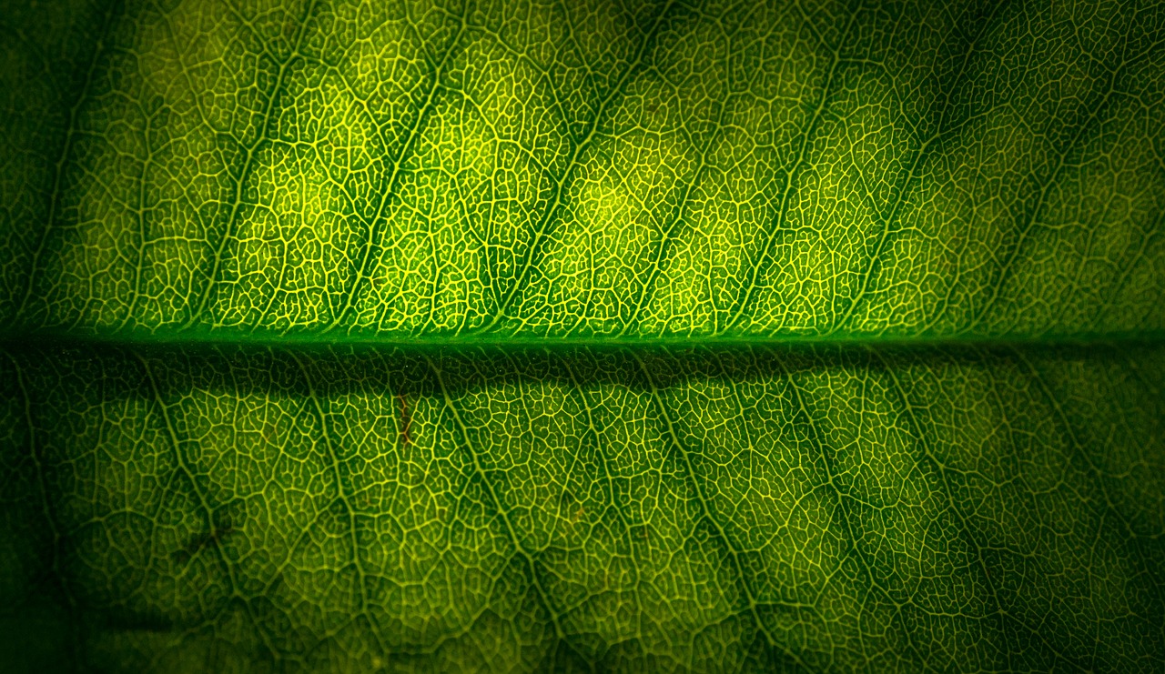 leaf nature green free photo