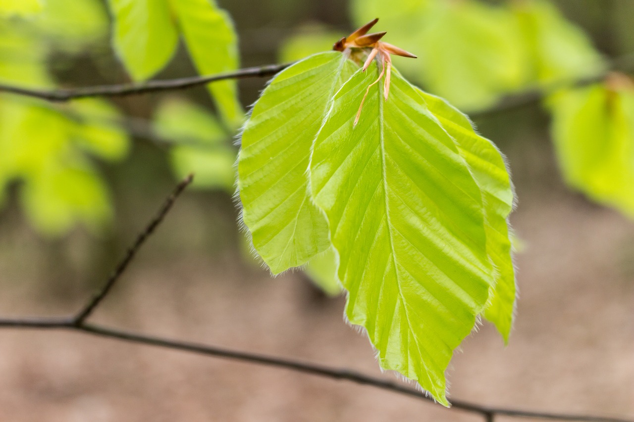 leaf green macro free photo