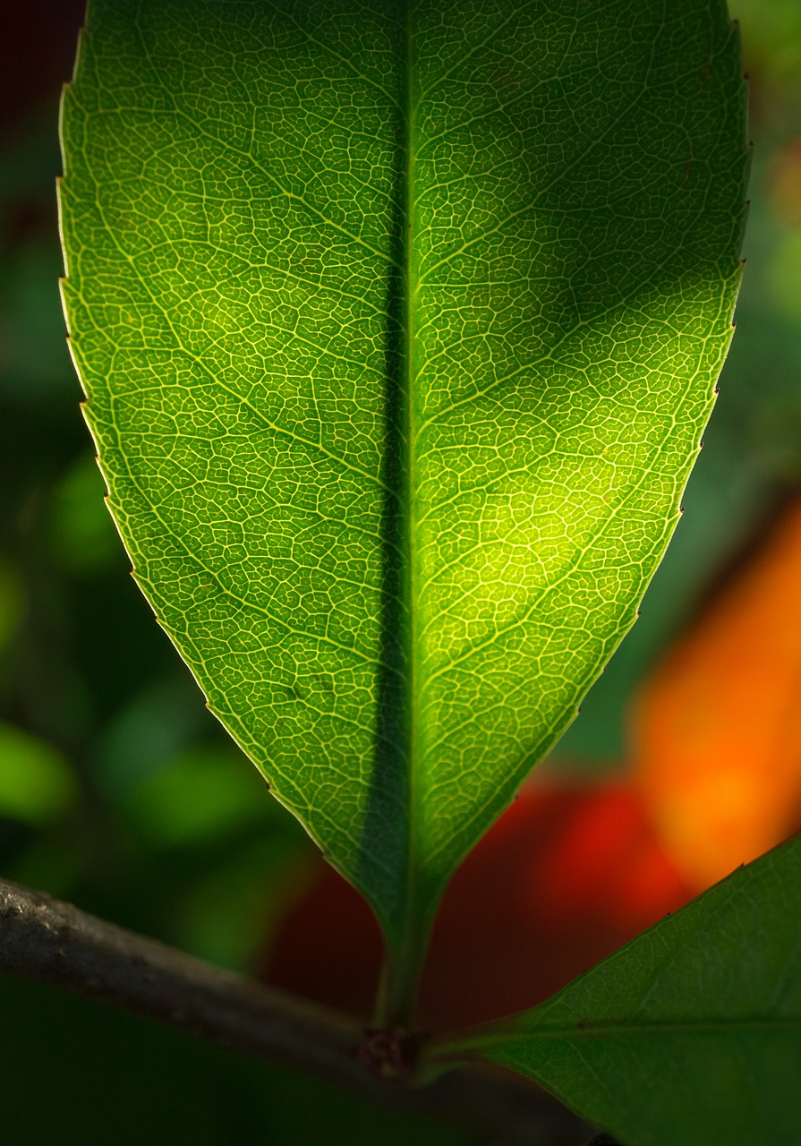 leaf nature green free photo