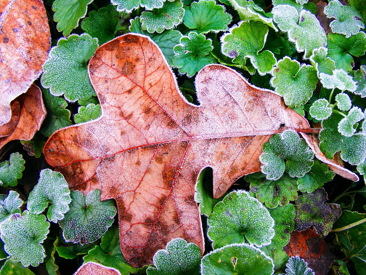 leaf autumn season free photo