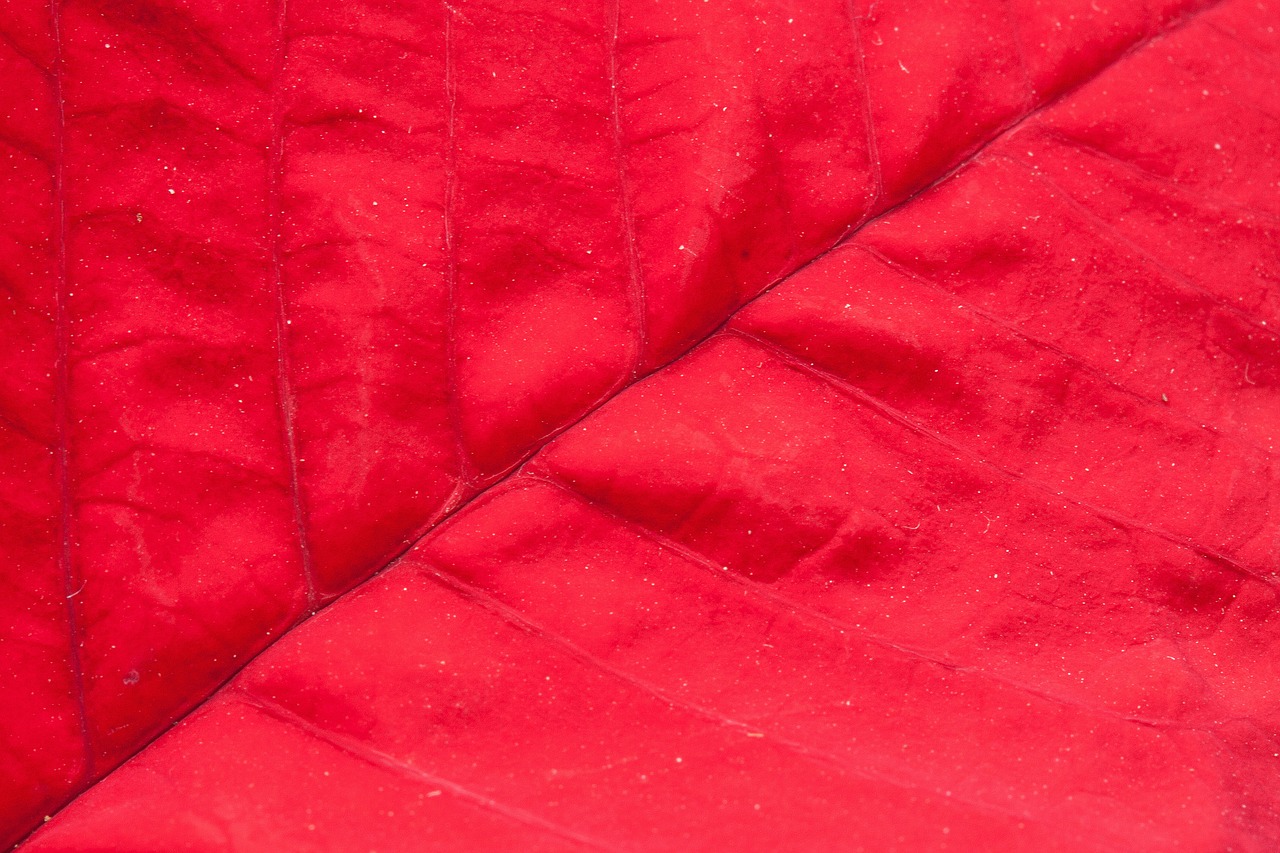 leaf red poinsettia free photo