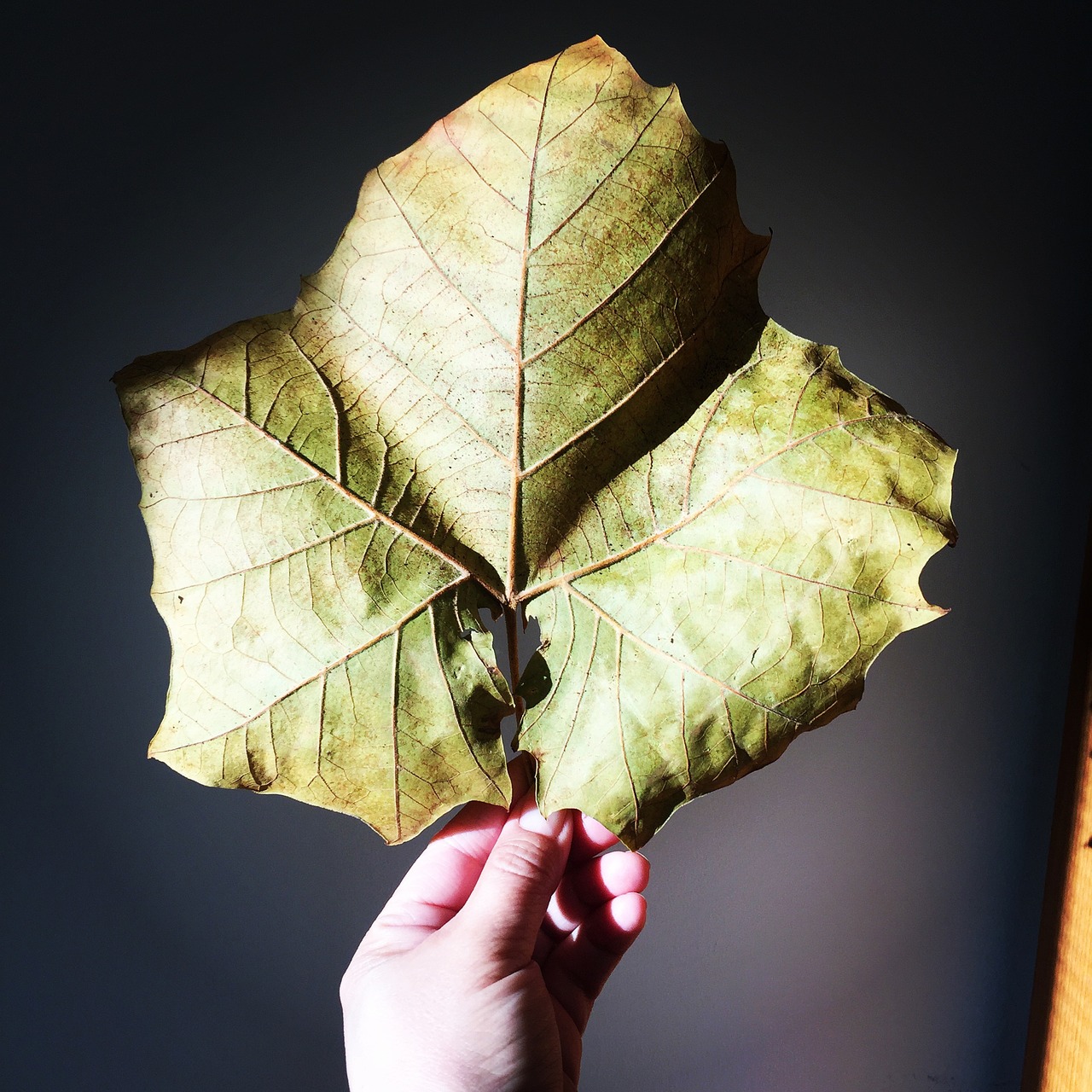 leaf maple leaf fall autumn free photo