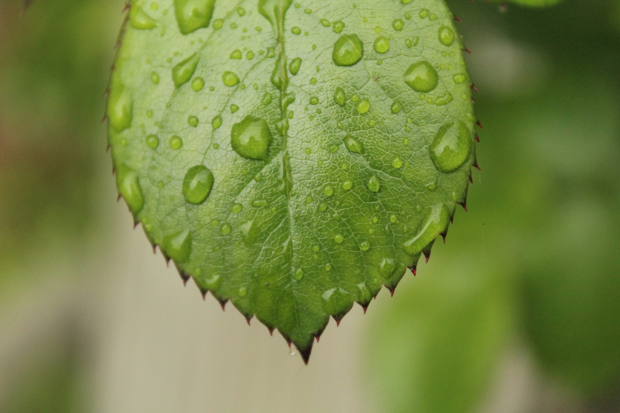 leaf green drops free photo