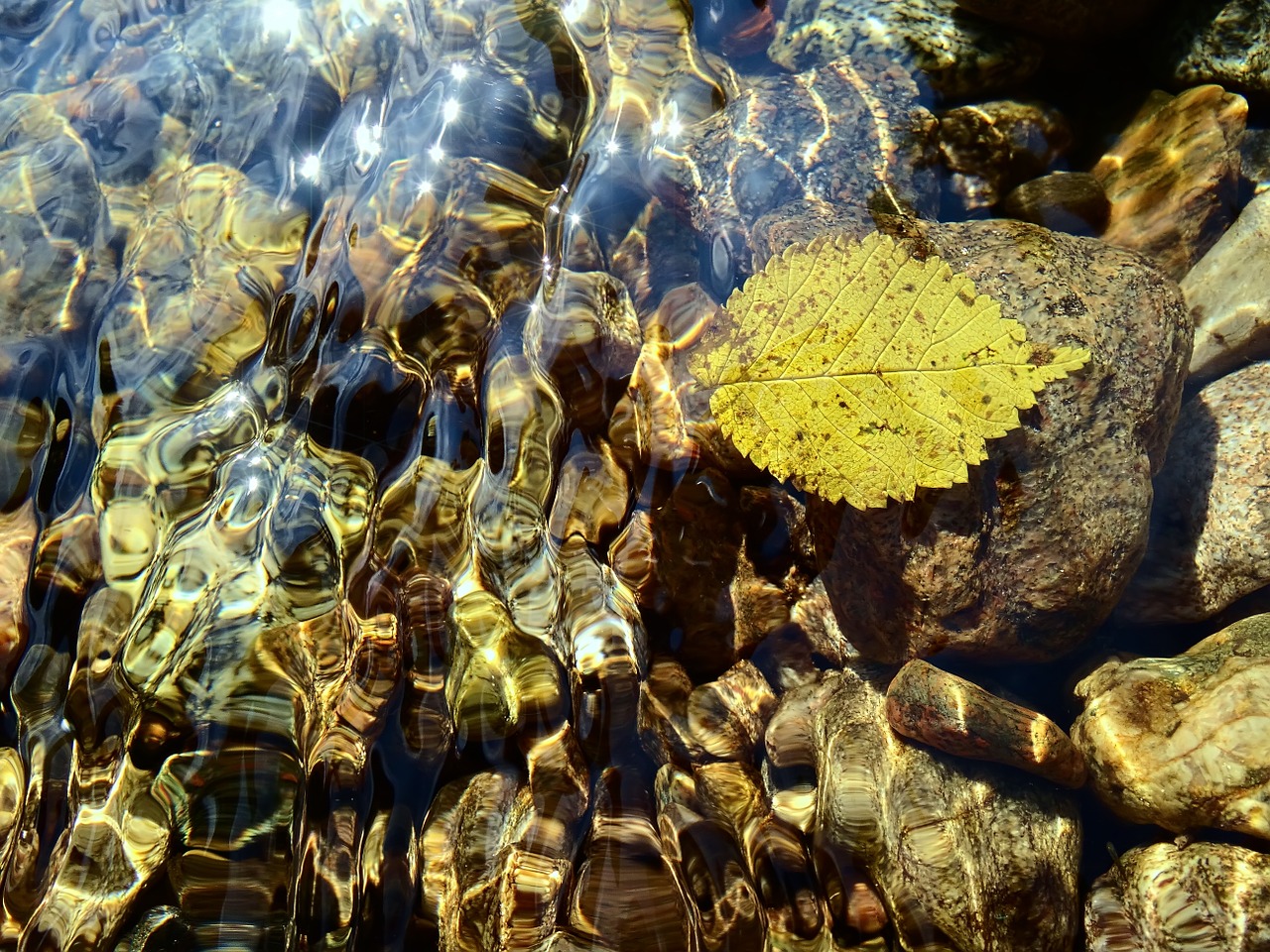 leaf swim water surface free photo