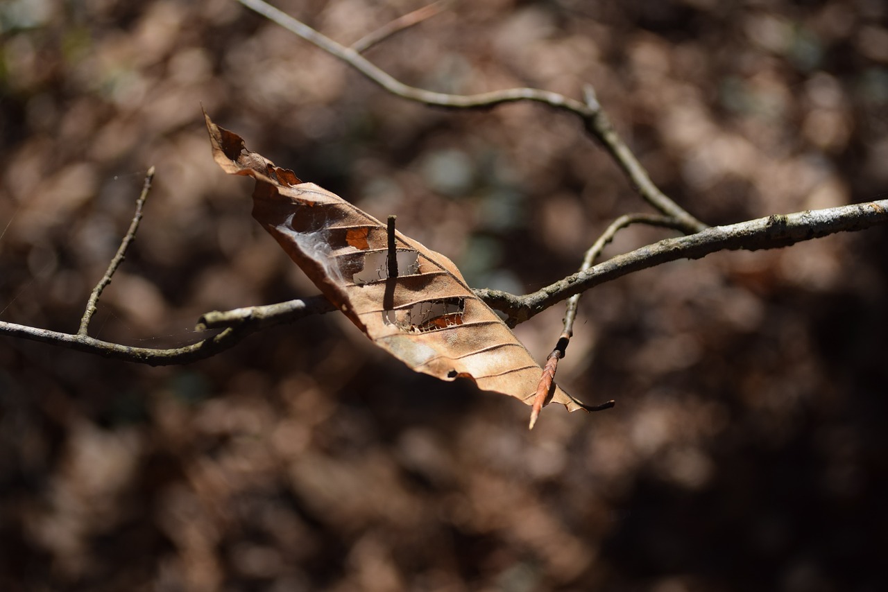 leaf autumn fall free photo