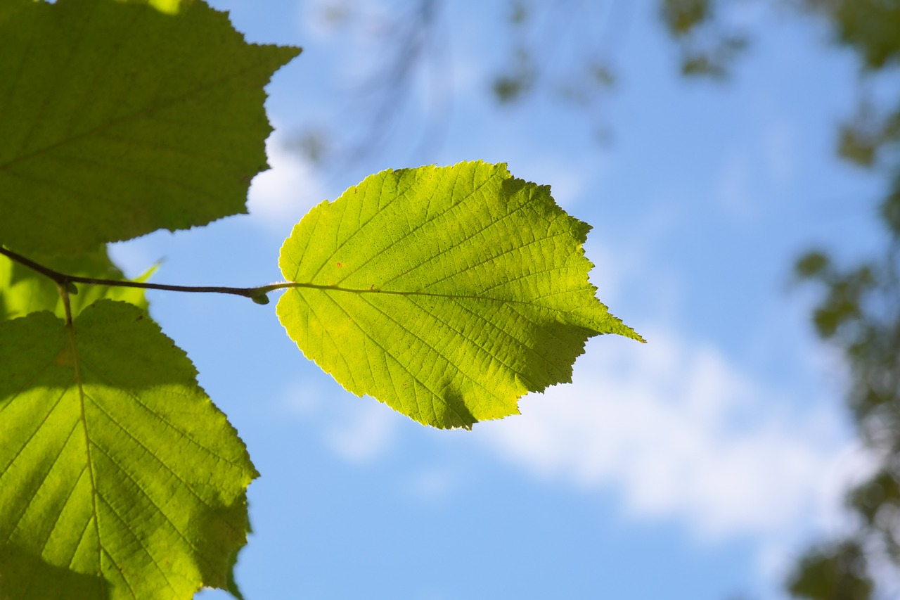 leaf green back light free photo