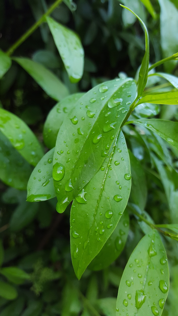 leaf drops rainy free photo