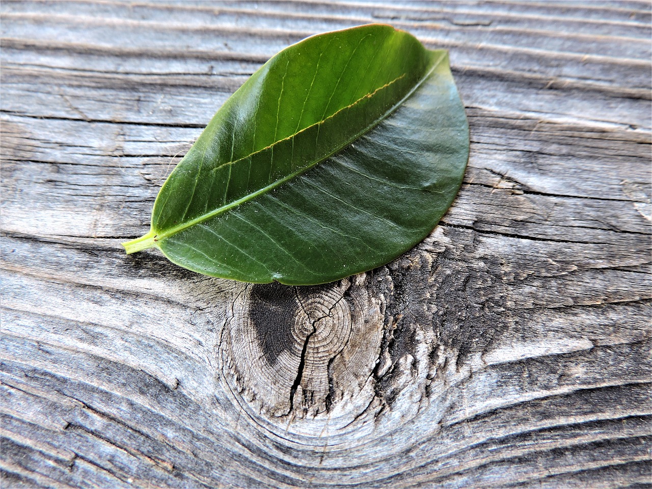 leaf altholz macro free photo